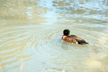 the chestnut teal is swimming in the lake