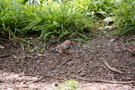 Zebra Finches are mainly grey, with characteristic black 'tear drop' eye stripes and 'zebra like'...