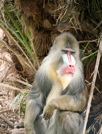 the male mandrill is sitting on the edge of a rock