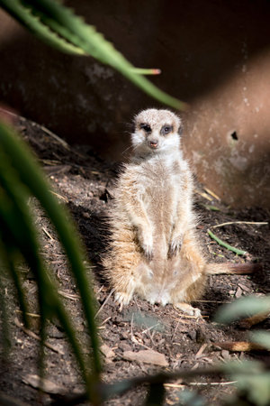 the meerkat is standing guard while its clan go about there activities