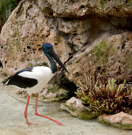 the black necked stork or Jabiru is a tall bird with a blue head and neck and black beak white and black body and long pink legsの写真素材