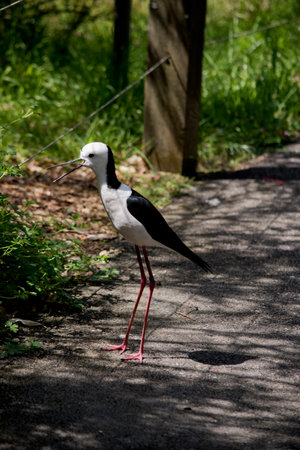 the black winged stilt is a black and white waterbirdの写真素材