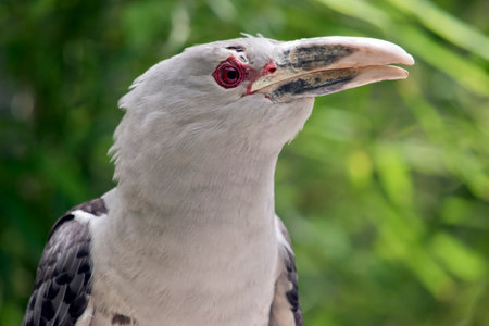 the channel bill cuckoo has a red eyering and enormous pale beak. A mostly pale gray bird, with darker wings and tail. Flies around in the early morning callingÂ の写真素材