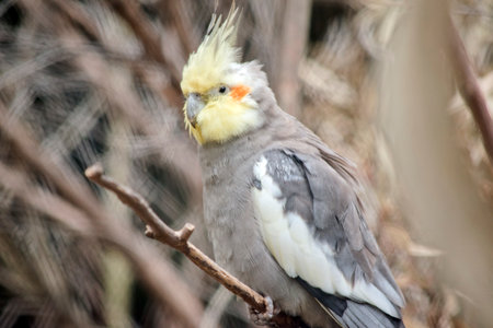 the cockatiel is a small bird with a yellow head and grey and white bodyの写真素材
