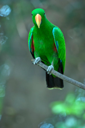 the eclectus parrots is perched on a bushの写真素材