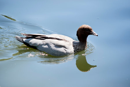 the australian maned duck has a brown head with grey wings and a mottled chest of brown and whiteの写真素材
