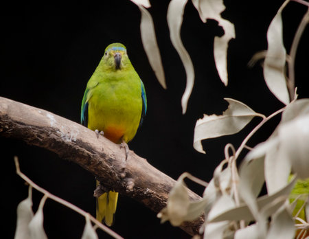 the orange bellied parrot has a light green body with orange on its bottom and a blue line across the top of its headの写真素材
