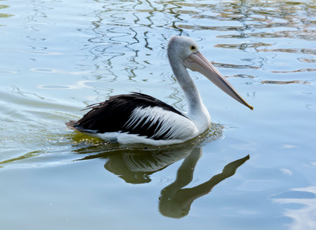 the pelican is a black and white seabird with a large pink bill for scooping up fishの写真素材