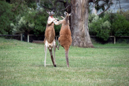 the two male kangaroos are fighting over who will end up mating with the females. the male kangaroo...