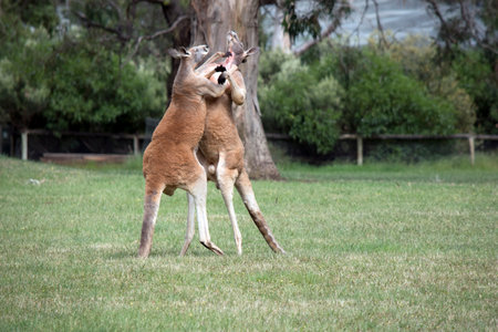 the two male kangaroos are fighting over who will end up mating with the females. they are off the ground using their entire bodies to get an advantageの写真素材