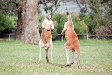 the two male kangaroos are fighting over who will end up mating with the females. They are sizing their opposition before they continue to attackの写真素材