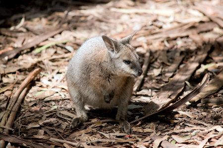 the tammar wallaby has a grey body with tan arms and a white stripe on its face.  It has a black nose and long eyelashesの写真素材