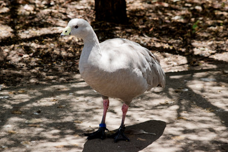 the cape barren goose is a grey bird with a white forehead and yellow beakの写真素材