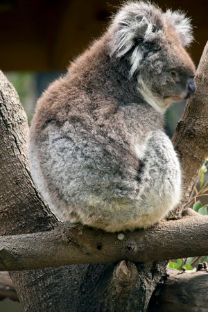 Koalas have large round head, big furry ears and big black nose. Their fur is usually grey-brown in colour with white fur on the chest,の写真素材