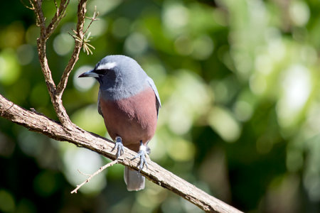 the woodswallow is perched in a treeの写真素材