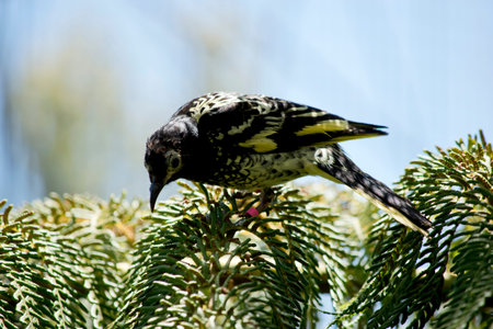 the honeyeater is perched on a fern