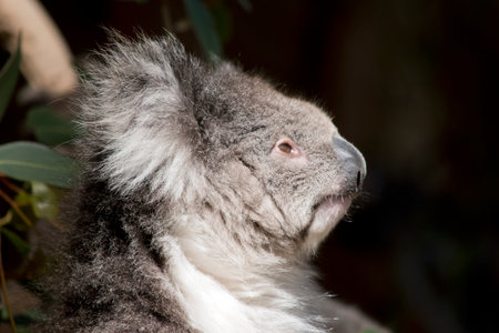 the koala is an australian marsupial. It lives on eucalyptus treesの写真素材