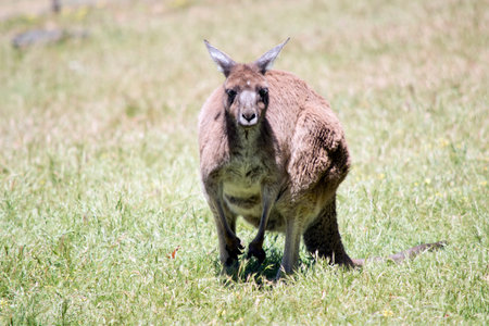 the Kangaroo-Island kangaroo is almost all  brown with white on its chest.