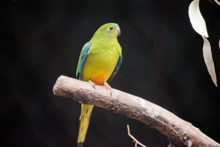 the orange bellied parrot has a light green body with orange on its bottom and a blue line across the top of its headの写真素材