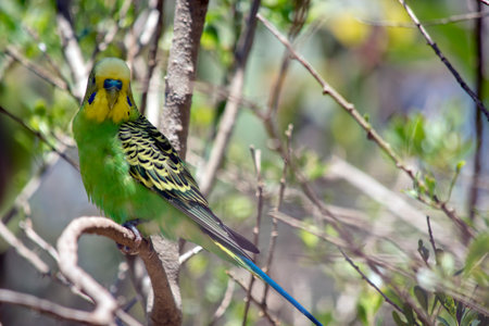 the prakeet has a green body and yellow head, its wings are black and yellow.の写真素材