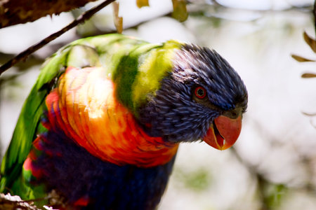 the rainbow lorikeet is a colorful bird it has a blue head, an orange and yellow breast green wingsの写真素材