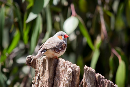 Zebra Finches are mainly grey, with characteristic black 'tear drop' eye stripes and 'zebra like' black and white barring on the rump and upper tail. The throat and upper breast are pale grey, with fine black barring, and there is a broad black band on upper chest.の写真素材