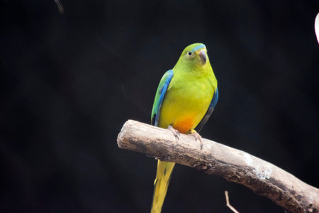 the orange bellied parrot has a light green body with orange on its bottom and a blue line across...