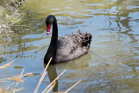 the black swan is an all black waterbird with a red bill with a white stripe and red eyesの写真素材