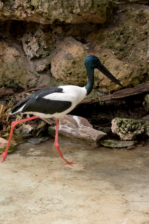 the black necked stork or Jabiru is a tall bird with a blue head and neck and black beak white and black body and long pink legsの写真素材