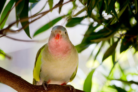 the princess parrot has  plumage that  is mostly green with a pink throat, bluish crown, and bright green shoulders. The rump is blue and the tail is long and narrow.の写真素材