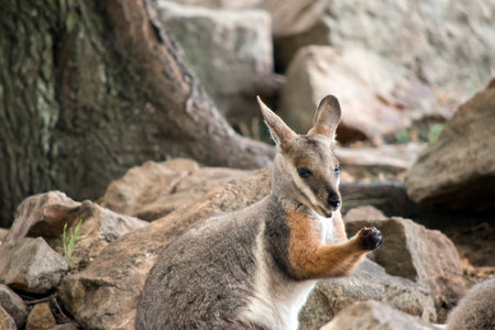 the yellow footed rock wallaby is eating a carrotの写真素材