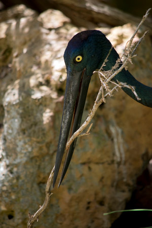 this is a female black necked stork as it has a yellow eyeの写真素材
