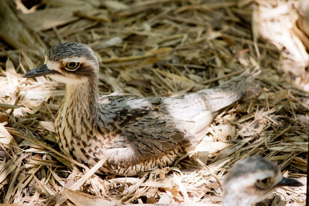 The bush stone-curlew has long legs, knobbly 'knees and a small black bill. It has grey-brown...