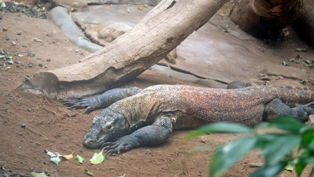 the komodo dragon is the largest lizard in the worldの写真素材