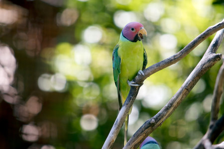 the plum headed parakeet has a green body and wings with a plum colored head and black under its beakの写真素材