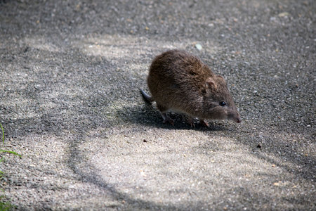 the long nosed potoroo is runningの写真素材