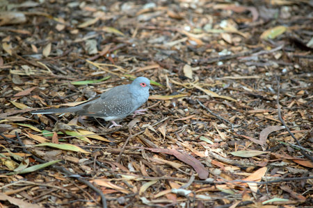 The Diamond Dove is the smallest Australian Dove, with a distinctive red eye-ring, blue-grey head...