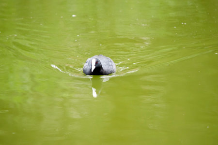 the eurasian coot is a black sea bird with a whhite frontal shieldの写真素材