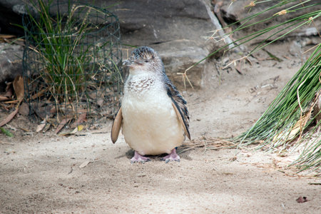 the fairy penguin is a black and white bird that cannot flyの写真素材