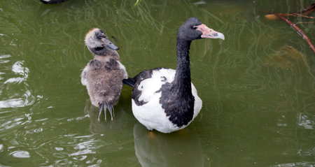 the magpie gosling has grey fluff and white feathers starting to show. It has a brown eye and dark grey beak. The magpie goose is a black and white seabird with black head and neck and a white body and a long neck.の写真素材