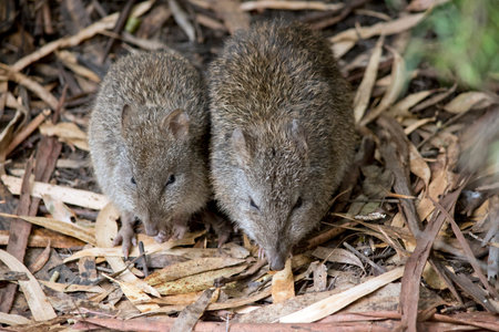 the  Potoroo is a small nocturnal marsupial which lives in small groups or colonies, slightly smaller than a rabbit, with a dense coat of soft grey-brown fur. With furry jowls, large eyes and an almost hairless tail,の写真素材