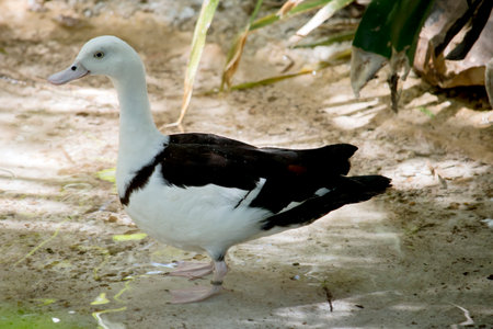 the radjah shelduck has a white head and body with brown wings and a pink billの写真素材