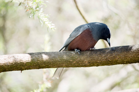 white browed woodswallow is a grey bird with a pink front and whit eye browsの写真素材