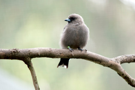 the woodswallow is a small fluffy grey birdの写真素材