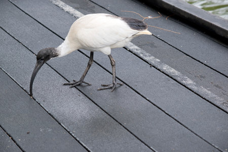 The Australian White Ibis is characterised by having predominantly white plumage with a featherless black head, neck, and legs. Its bill is also black, long and downcurvedの写真素材