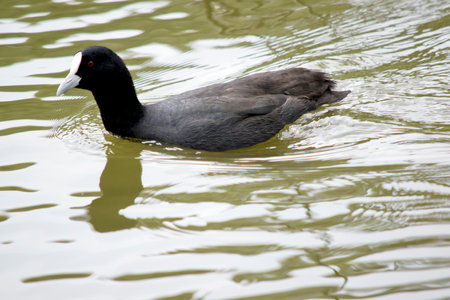 The Eurasian coot is a black sea bird with a white frontal shieldの写真素材