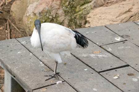 The Australian White Ibis is characterised by having predominantly white plumage with a featherless black head, neck, and legs. Its bill is also black, long and down curved.の写真素材