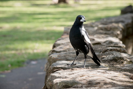 The magpie is a distinctive looking bird, with glossy black and brilliant white markings. Its sound is nearly as striking, famously noisy and almost jarring.の写真素材
