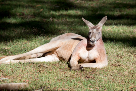 the red kangaroo is resting on the grassの写真素材