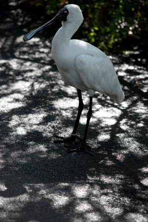 the royal spoonbill is a large white sea bird with a black bill that looks like a spoon.The royal spoonbill has yellow eyebrows and black legsの写真素材